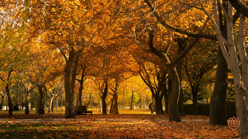 Your Autumn Equinox Rhythm Reset