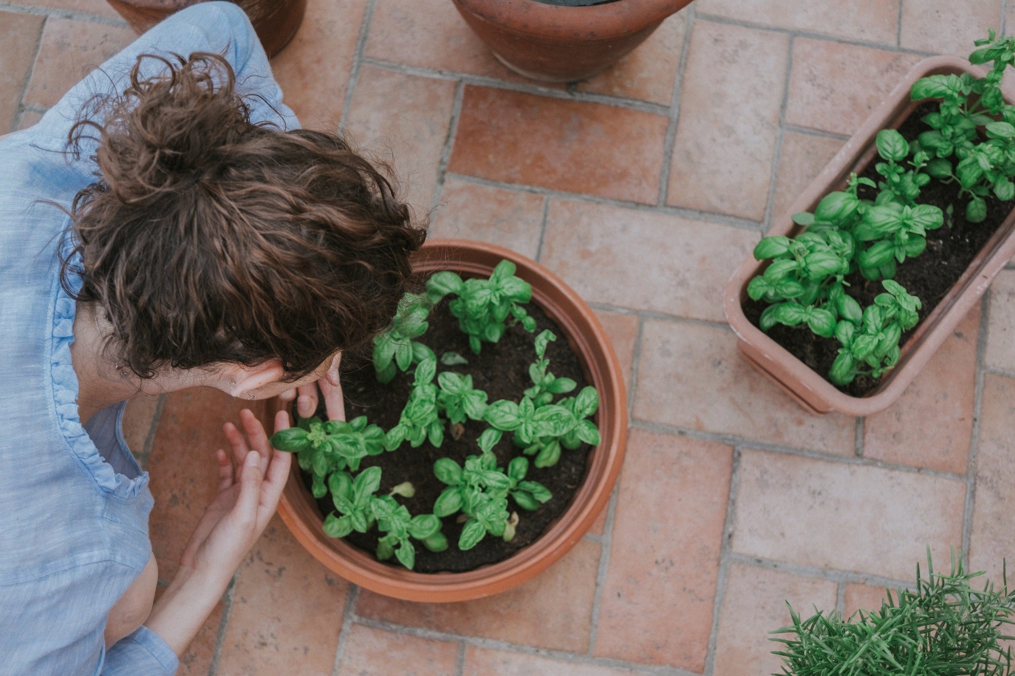 woman checking on her herbs in a pot with another potted herb in background