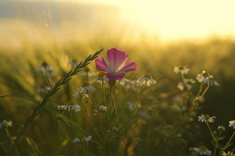 Living in Harmony with Nature