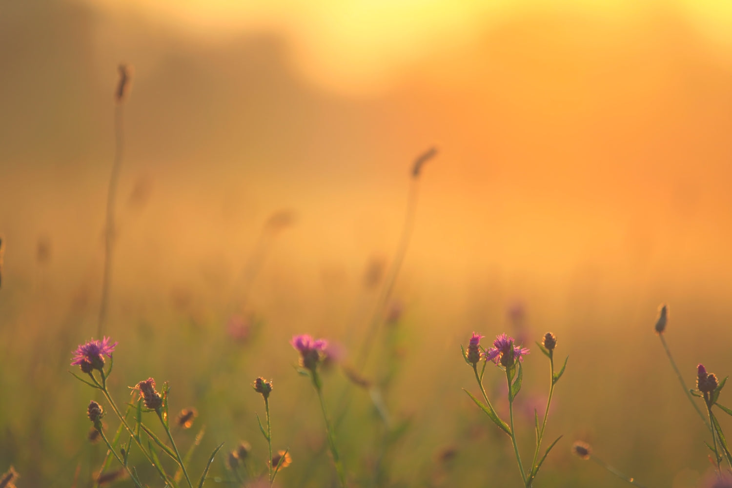 Spring's Unfurling: A Symbol of Renewal