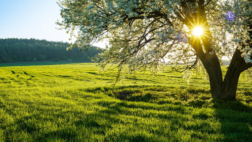 A Letter from Dr. S. Ajit - Spring Is Nature