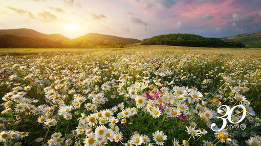 What Spring Does to Your Digestion and Why Ayurveda Calls It Kapha Season