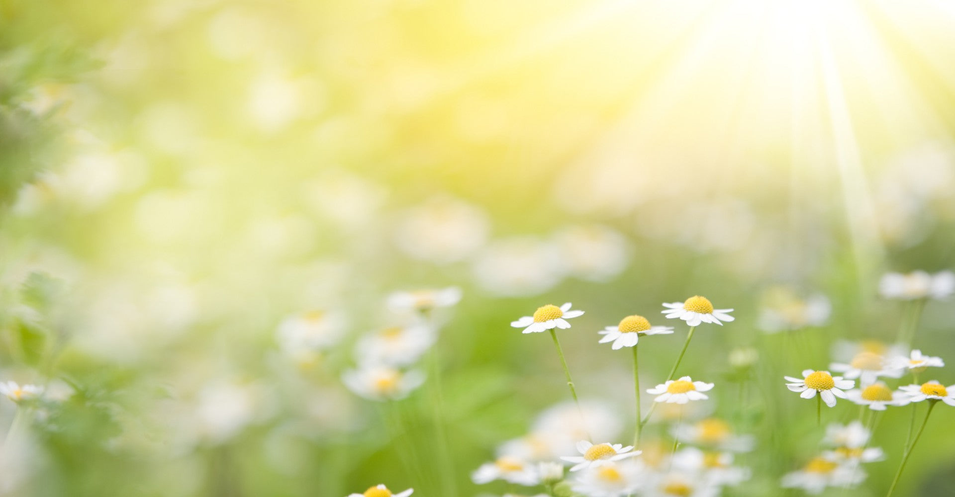 Spring Reset: Gentle Ayurvedic Habits to Feel Lighter and  Warmer This Season