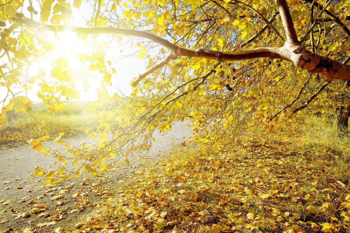 Your Guide to Embrace Autumn