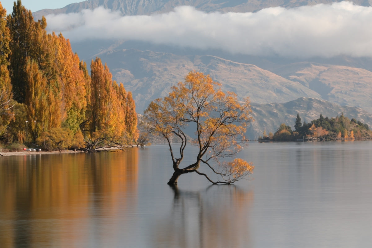 tree sitting in lake wanaka, golden hues on nature, mountains in distance