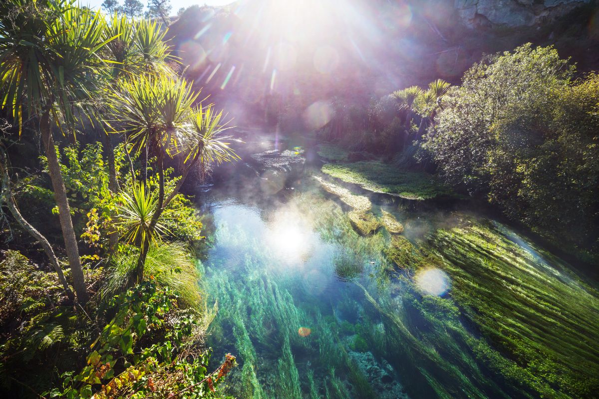 Sun shining on the blue springs putaruru new zealand