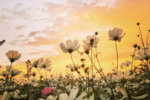 9 Ayurvedic Tips For Better Skin This Spring