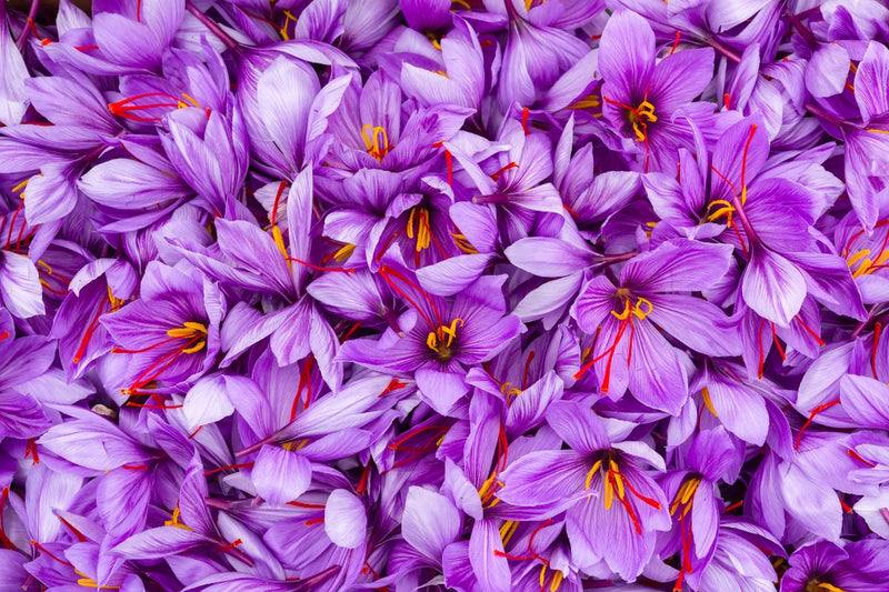 close up of harvested saffron flowers