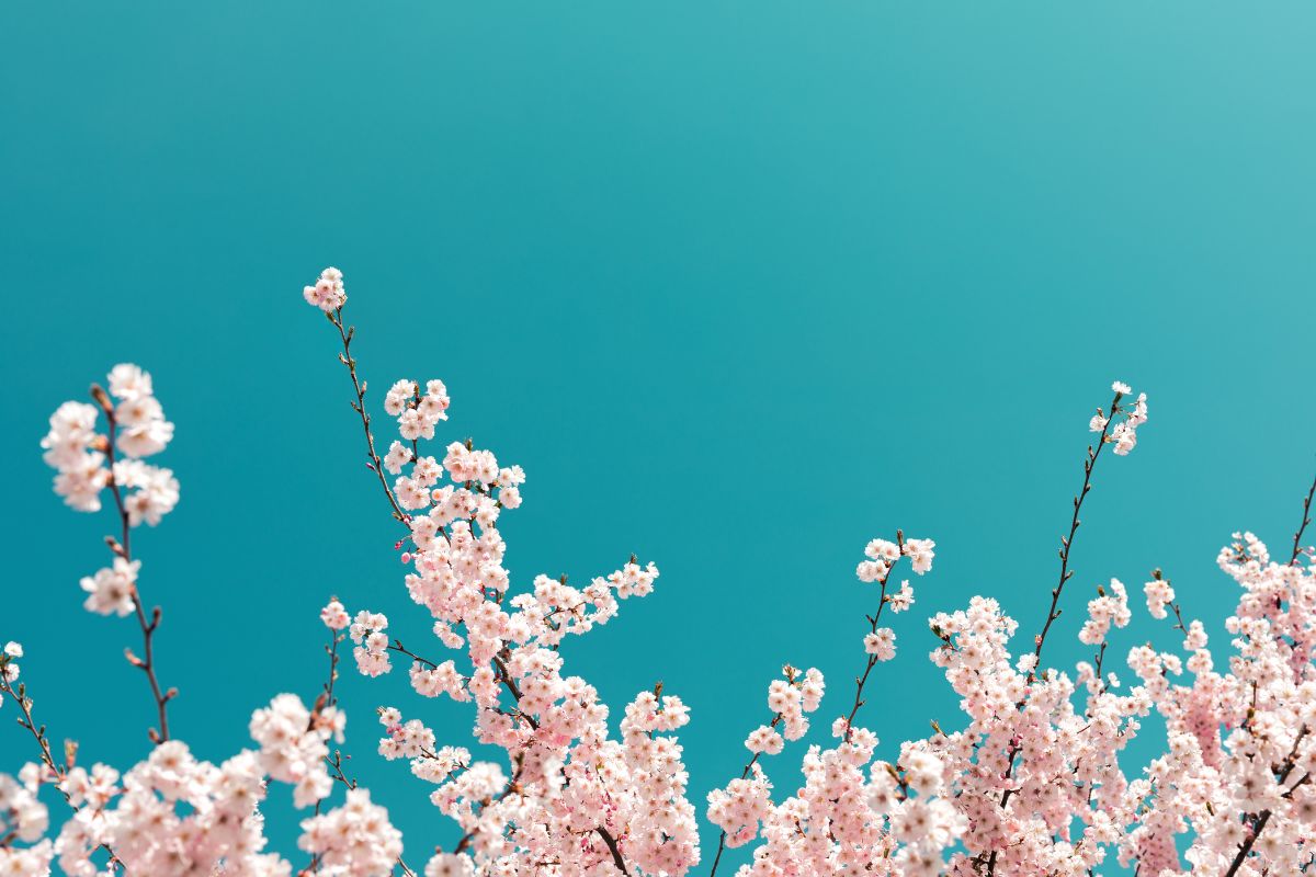 spring cherry blossoms against a blue sky