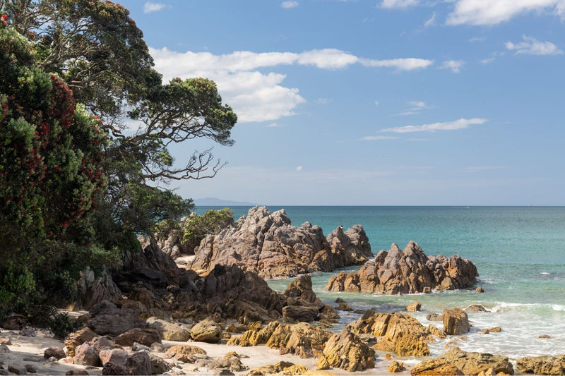 image of a new zealand beach with trees hanging over a cliff next to sea green water 