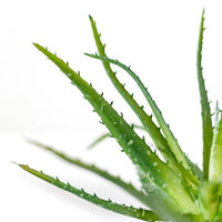 Organic Aloe Vera