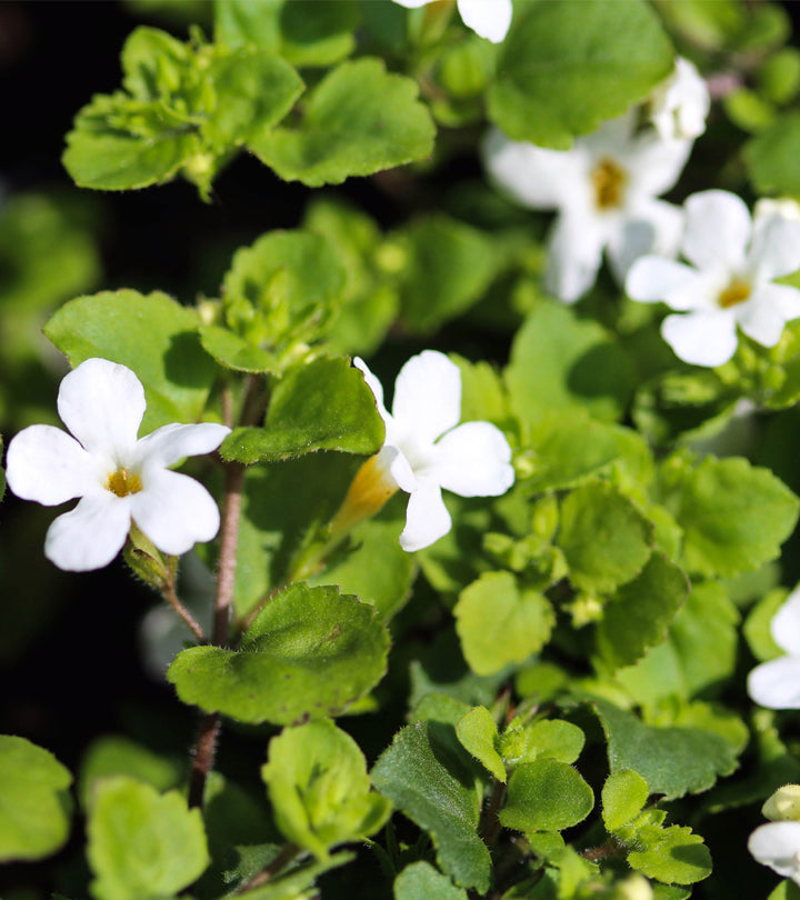Ayurvedic healing traditions