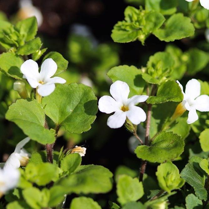 Organic Brahmi