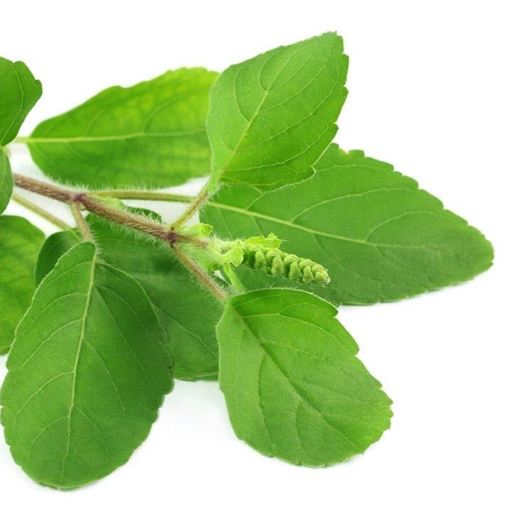 Organic Tulsi Holy Basil Leaf Powder - Pure & High Quality - Maple Lifesciences